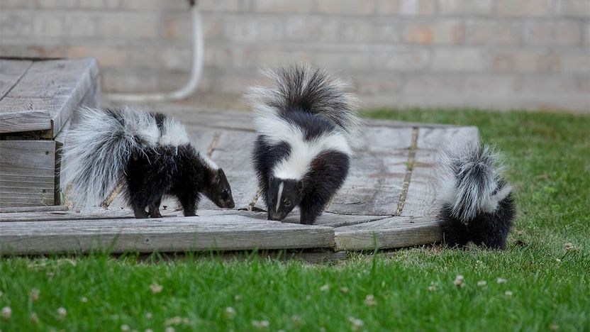 How To Get Skunk Smell Out of House