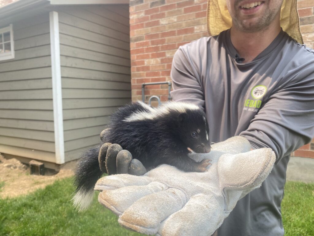 How To Get Skunk Smell Out of House