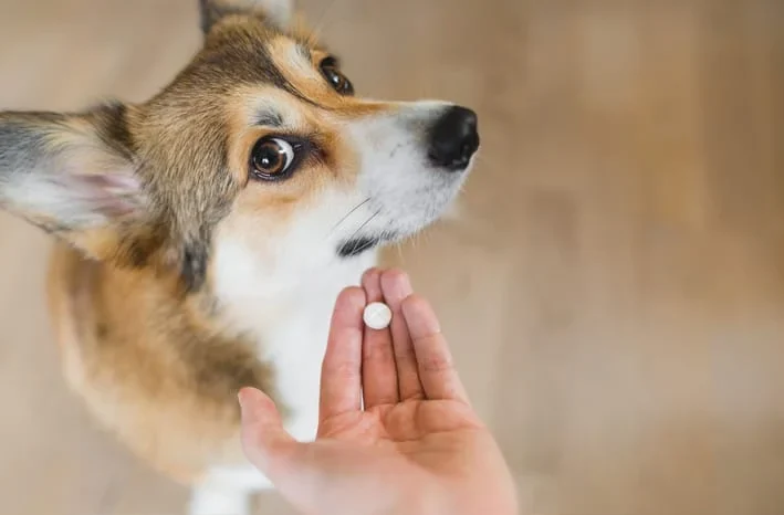 How to Get a Dog to Take a Pill