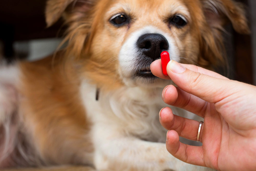 How to Get a Dog to Take a Pill
