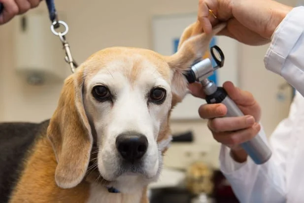 Signs of Ear Problems Requiring Vet Attention
