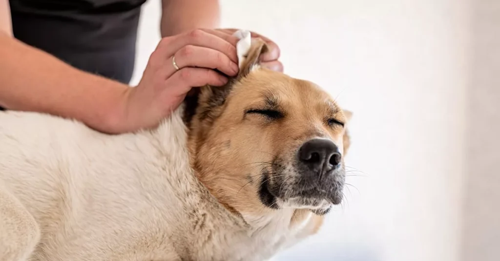 Step by Step Guide to Cleaning Dog Ears