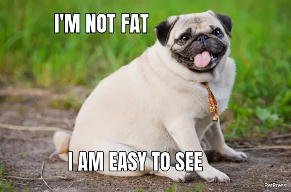 Fat dog meme